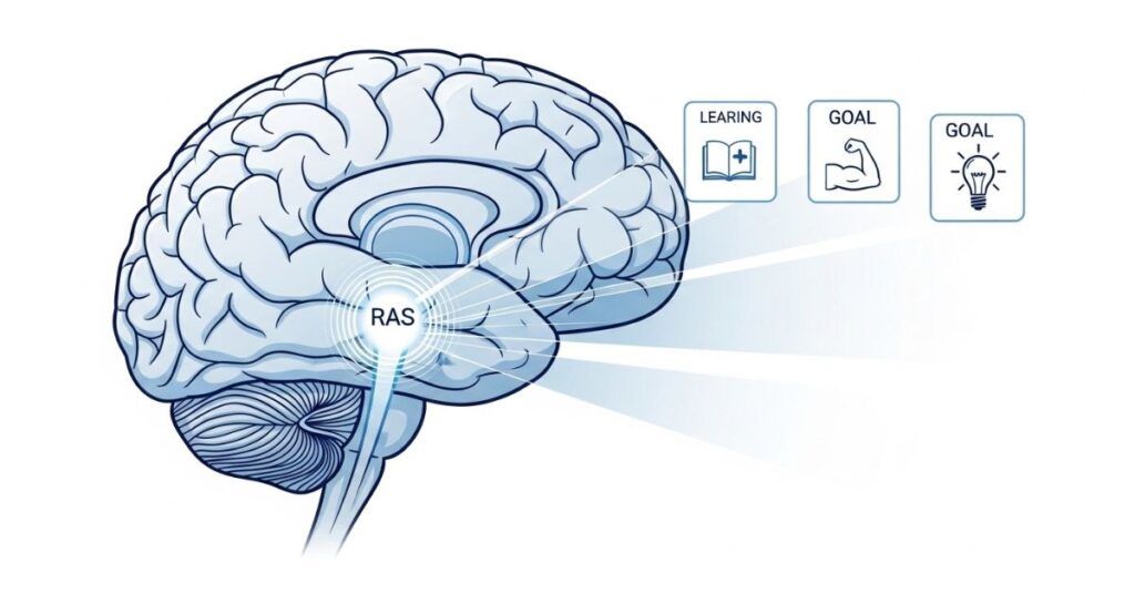 How the reticular activating system helps with focus when using a manifestation journal